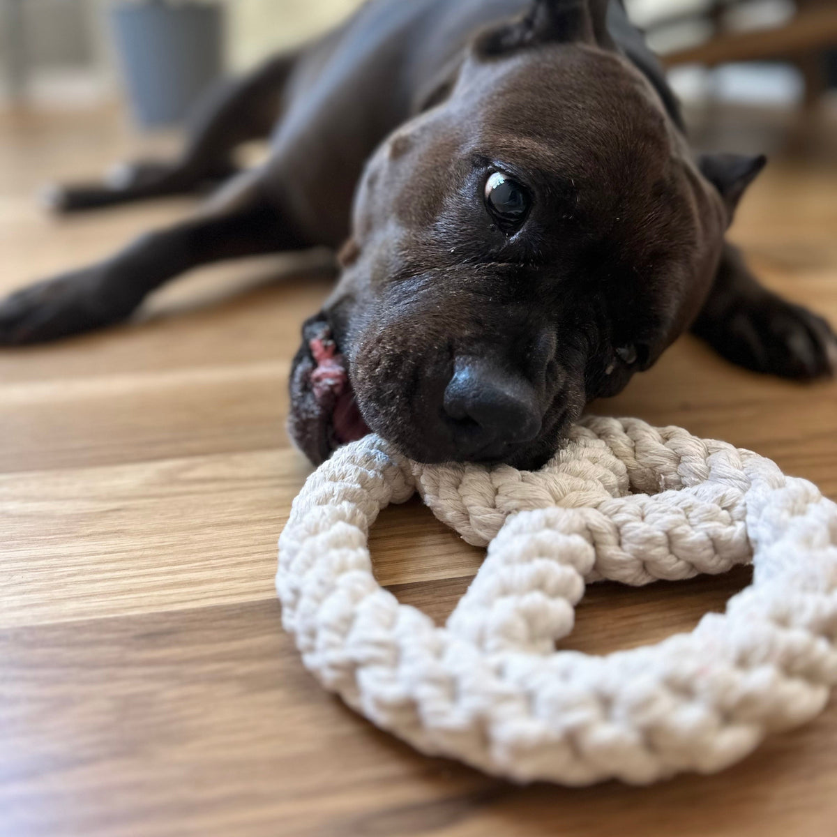 The Handcrafted Peace Wheel Rope Pet Toy