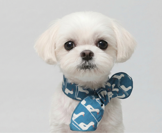 The "Signature Form" Scarf | Artisan Cotton Mix